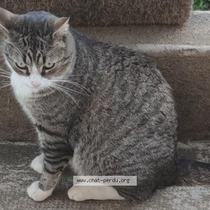 Foto 1/1 OGGY Chat perdido en Pire chance