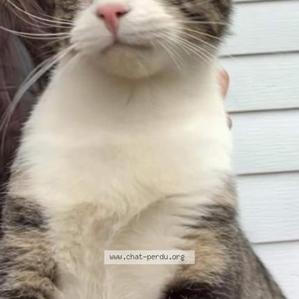 Foto 1/1 Jihed Sebri Chat perdido en Trois rivieres