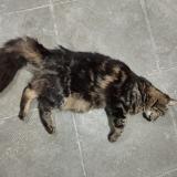 Foto de gato encontrado en Saint Pierre Des Corps