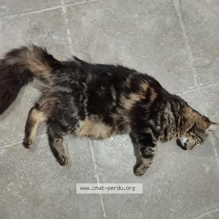 Foto 1/1 Gato encontrado Encontrado en Saint pierre des corps