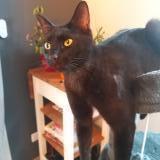 Foto del gato perdido en Saint Genes Champanelle