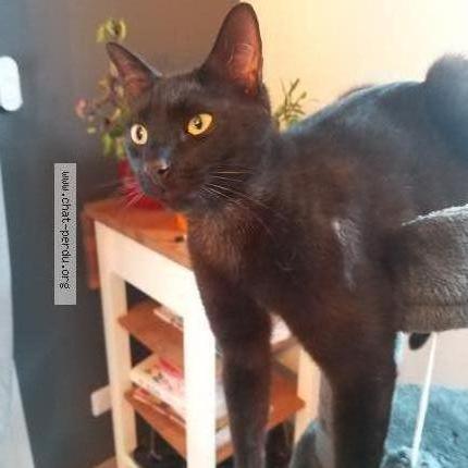 Foto 1/1 Chaton Chat perdido en Saint genes champanelle