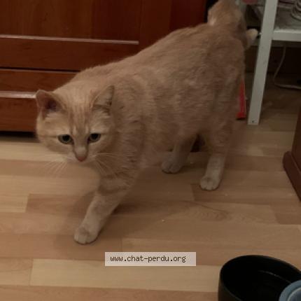 Foto 1/1 Fanette Chat perdido en Les pavillons sous bois