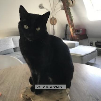 Foto 1/1 Phuket Chat perdido en Vernonnet