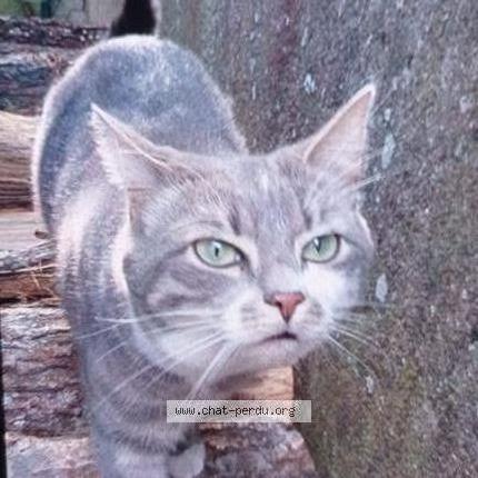 Foto 1/1 Kiwi Chat perdido en Saint nazaire