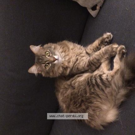 Foto 1/1 Molky Chat perdido en Saint louis