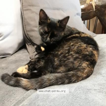 Foto 1/1 Vanille Chat perdido en Corps nuds