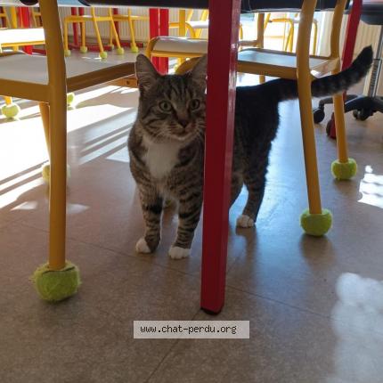 Foto 1/1 Pouki Chat perdido en Bouligny