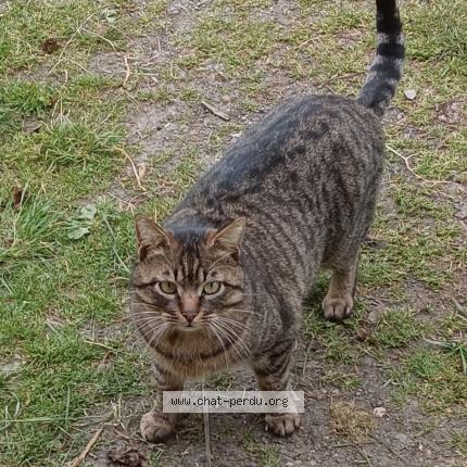 Foto 1/1 Gato encontrado Encontrado en Remilly