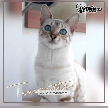 Foto 1/1 Stéphanie GAUTIER Chat perdido en Trebeurden