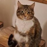 Foto del gato perdido en Plougrescant