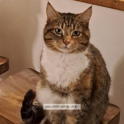 Foto 1/1 Fifi Chat perdido en Plougrescant