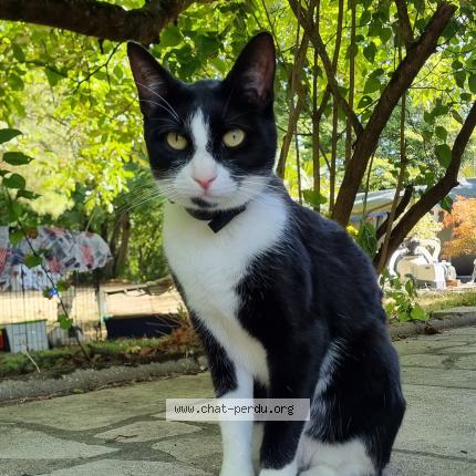 Foto 1/1 Spot Chat perdido en Foameix