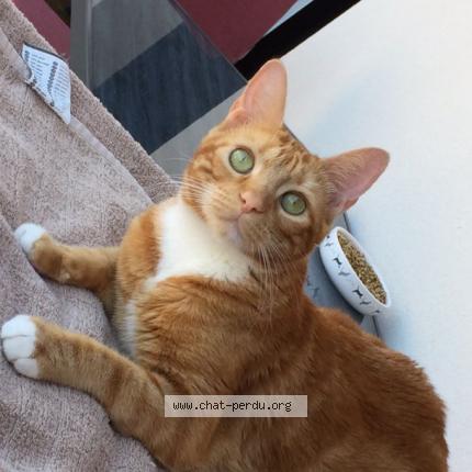 Foto 1/1 Luigi Chat perdido en La teste de buch