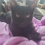 Foto del gato perdido en Torcy