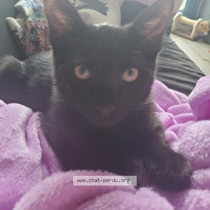 Foto 1/1 BAGY Chat perdido en Torcy