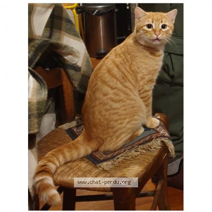 Foto 1/1 Brownie Chat perdido en Soueix rogalle