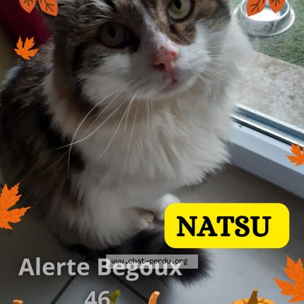 Foto 1/1 Gato encontrado Encontrado en Cahors