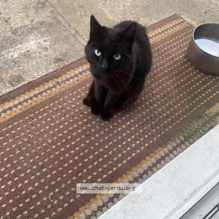 Foto 1/1 Gato encontrado Encontrado en Oye plage