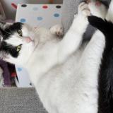 Foto del gato perdido en Saint Theoffrey