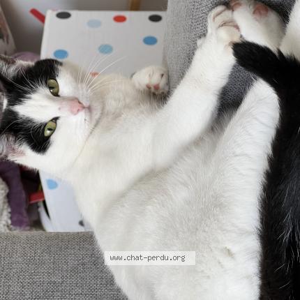 Foto 1/1 Gato encontrado Perdido en Saint theoffrey