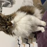 Foto del gato perdido en Saint Theoffrey