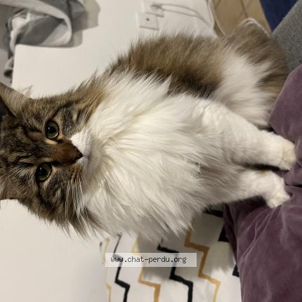 Foto 1/1 Sully Chat perdido en Saint theoffrey