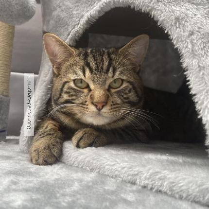 Foto 1/1 Hayko Chat perdido en Dunkerque