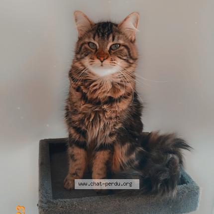 Foto 1/1 Simba Chat perdido en Santeuil