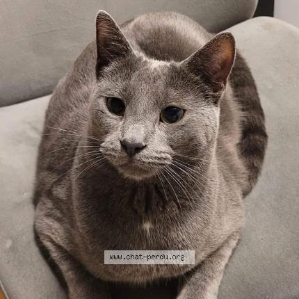 Foto 1/1 Dobby Chat perdido en Montreal