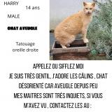 Foto del gato perdido en Sundhoffen