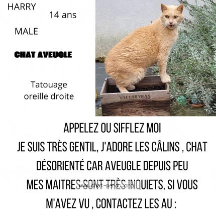 Foto 1/1 HARRY Chat perdido en Sundhoffen