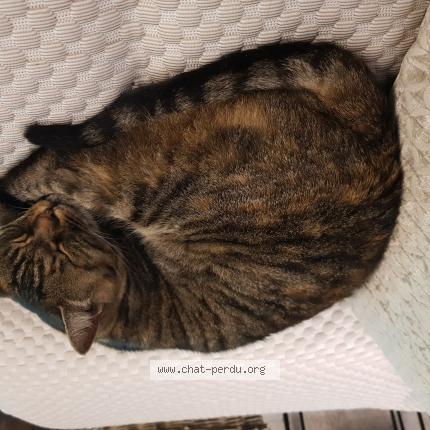 Foto 1/1 sushi Chat perdido en Orvault