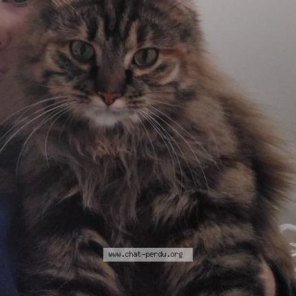 Foto 1/1 LAYA Chat perdido en Aubinges