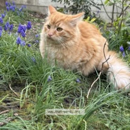 Foto 1/1 Bengala Chat perdido en Savigny sur orge