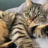 Foto del gato perdido en Saint Crespin Sur Moine