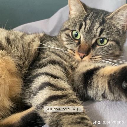 Foto 1/1 Tao Chat perdido en Saint crespin sur moine