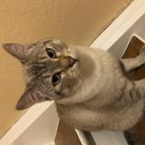 Foto del gato perdido en Hagondange