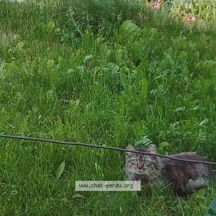 Foto 1/1 Gato encontrado Encontrado en Epinal