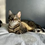 Foto del gato perdido en Wavrin