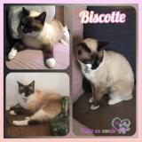 Foto del gato perdido en Pulligny