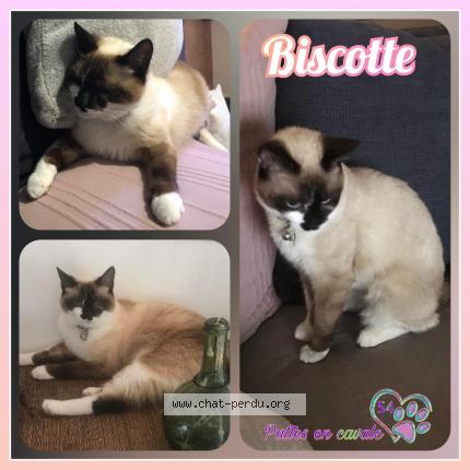 Foto 1/1 Biscotte Chat perdido en Pulligny