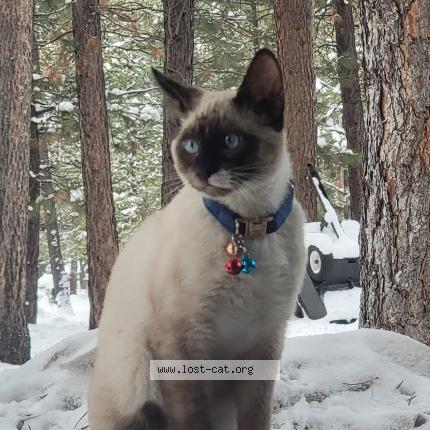 Foto 1/1 Dudley Chat perdido en La pine