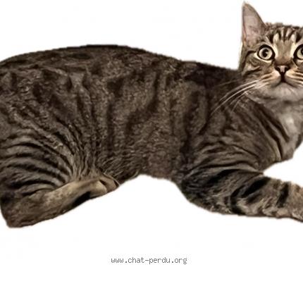 Foto 1/1 HAPPY Chat perdido en Orgon