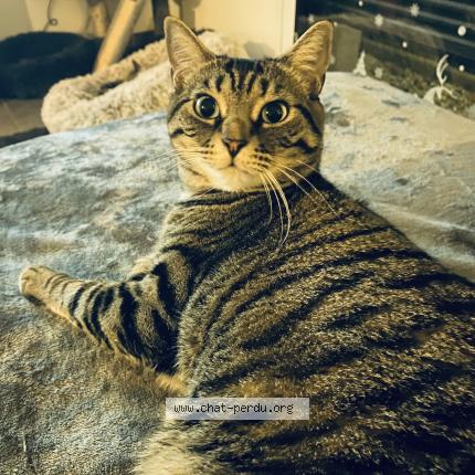 Foto 1/1 Sam Chat perdido en Ramoulu