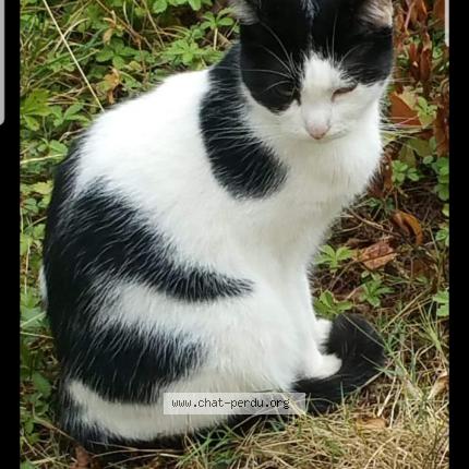 Foto 1/1 BELLA Chat perdido en Sens