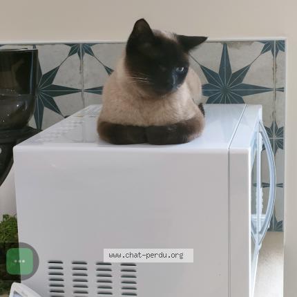 Foto 1/1 Pawo Chat perdido en Sauzet