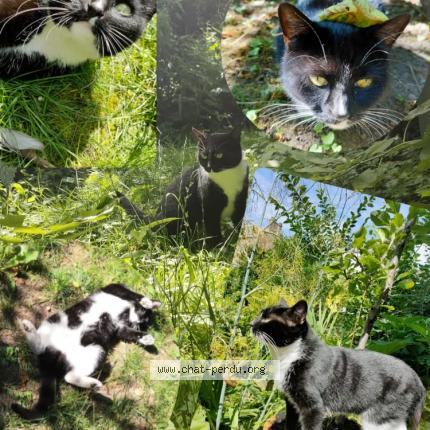 Foto 1/1 Cookie Chat perdido en Lille