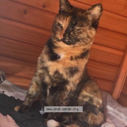 Foto 1/1 Riri Chat perdido en La roque d antheron