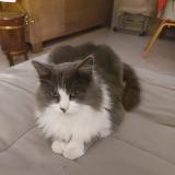 Foto del gato perdido en Faveraye Machelles